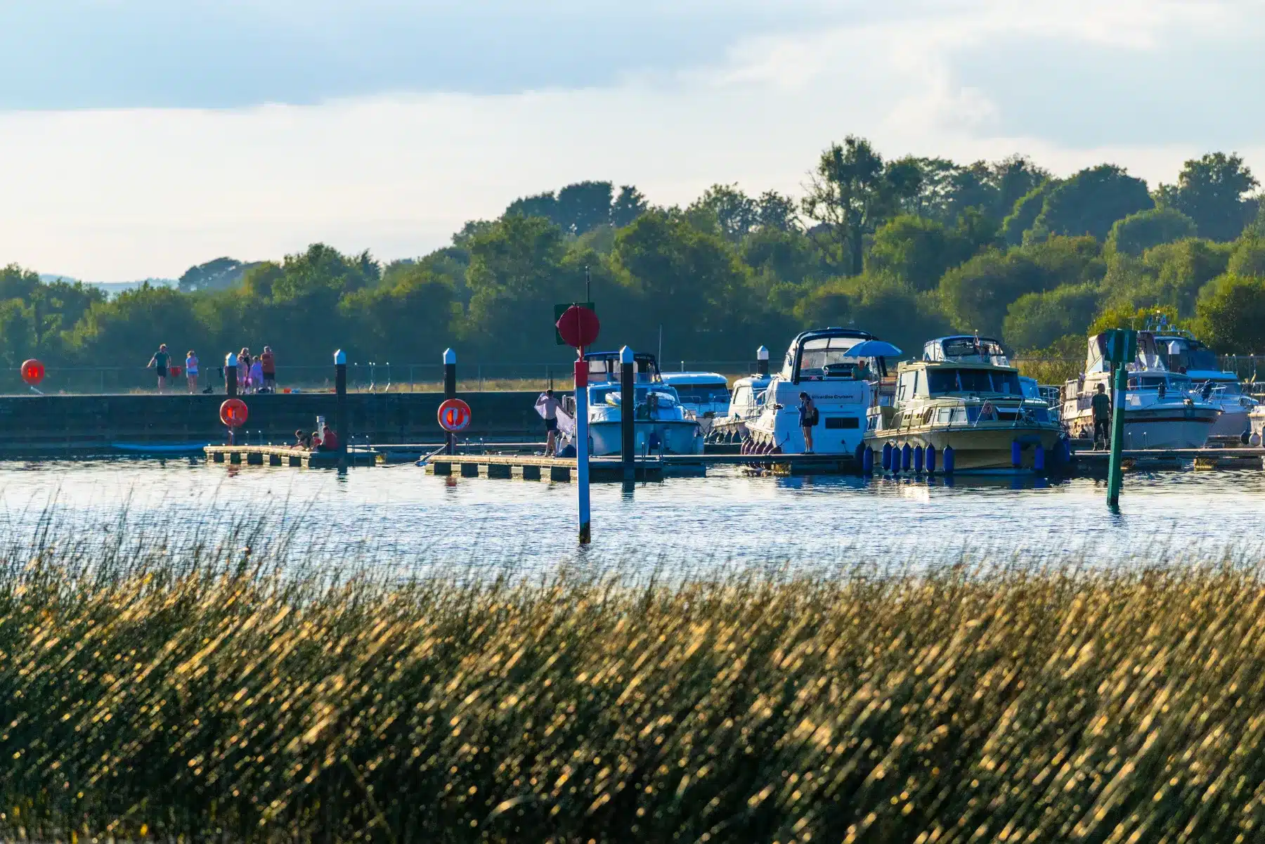 Boats are moored at a marina with people walking along a pier in the background, surrounded by trees and tall grasses in the foreground on a sunny day.