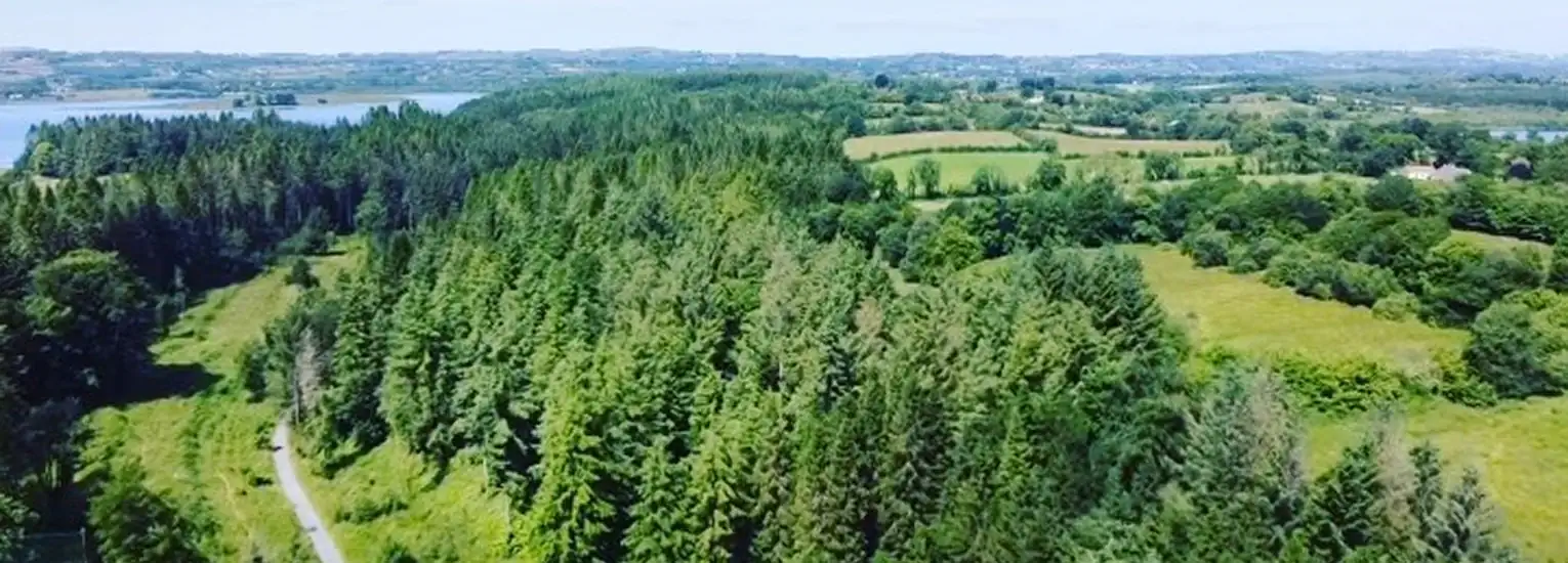 Aerial view of a lush, green forest bordered by open grassy fields, with a winding path and distant lakes visible under a clear blue sky.