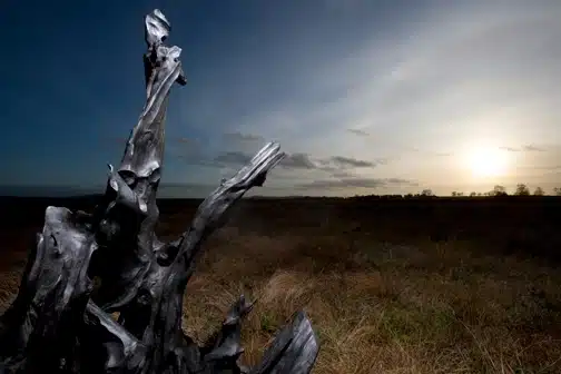 A dramatic, weathered tree stump stands in the foreground of an open grassy field at sunset, with a dark, cloudy sky and the sun low on the horizon.