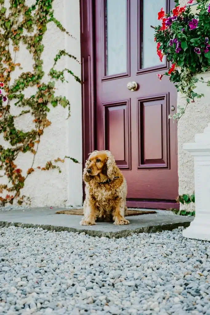 A brown, long-haired dog sits on a stone porch in front of a purple door, with a white wall covered in ivy and a large planter filled with colourful flowers nearby.