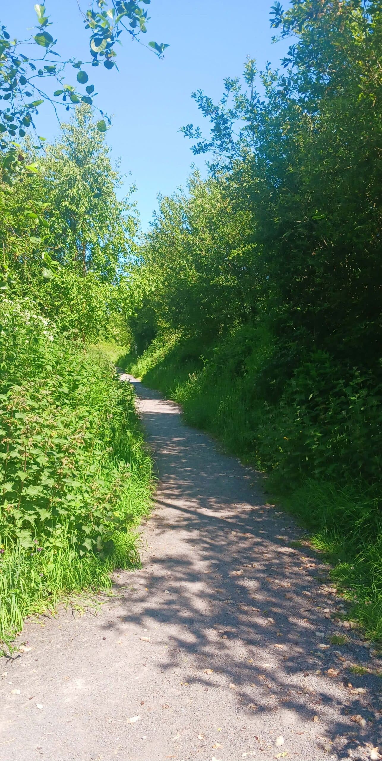 A narrow dirt path winds through lush green foliage and tall grass, with sunlight filtering through the leaves on a bright, clear day. Trees and bushes line both sides of the path.