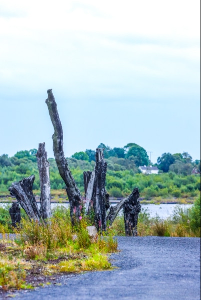 Charred tree stumps and logs stand upright beside a gravel path, with green shrubs and a river in the background under a cloudy sky.