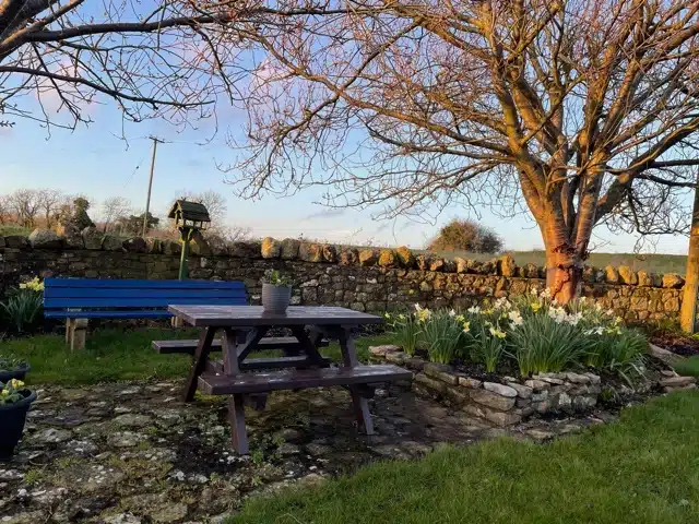 A wooden picnic table and bench sit on a stone patio in a garden with blooming daffodils, a leafless tree, and a blue bench beside a stone wall under a clear sky at sunset.