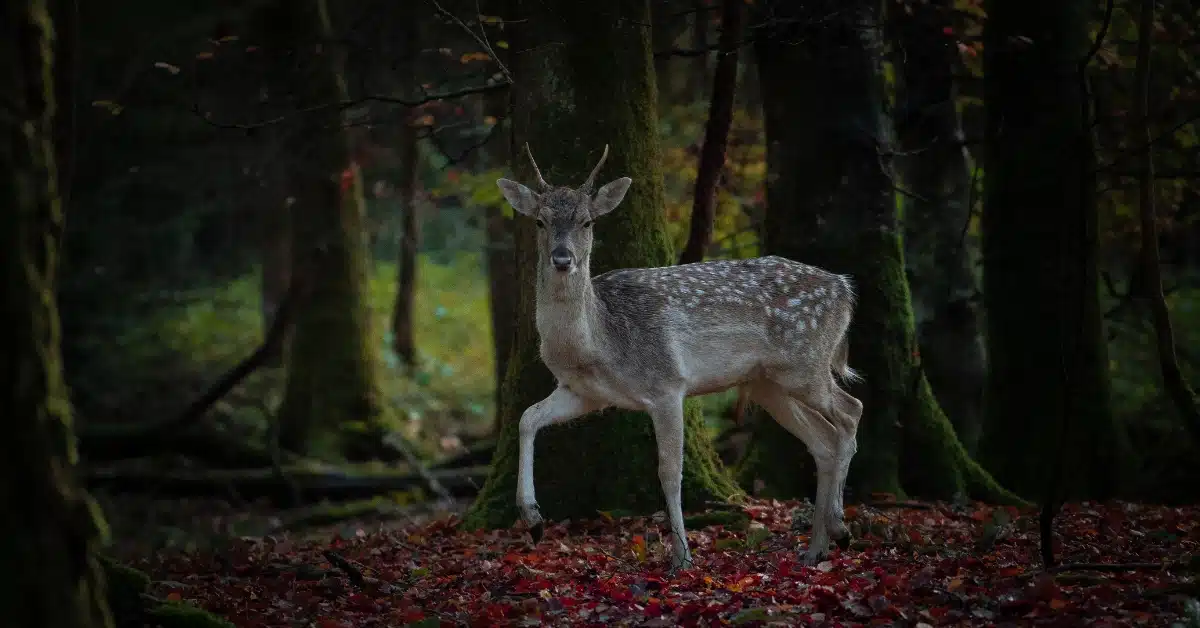 A young deer with white spots stands alert among tall trees in a dark, dense forest. The ground is covered with red and brown fallen leaves, and green moss grows on the tree trunks.