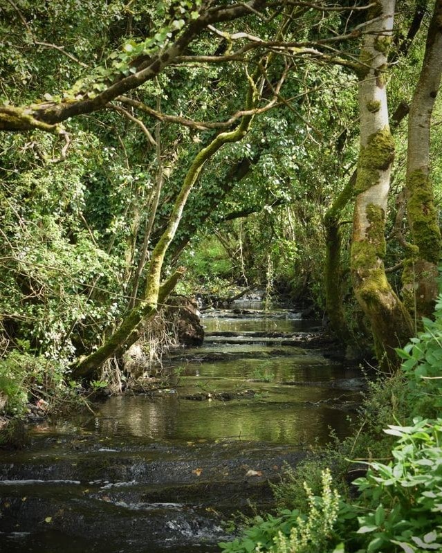 A small, shallow brook flows gently through a lush forest. Sunlight filters through the dense, leafy tree canopy, and moss covers the tree trunks and rocks, creating a peaceful, green natural scene.