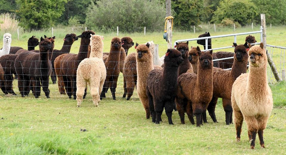 about-alpacas