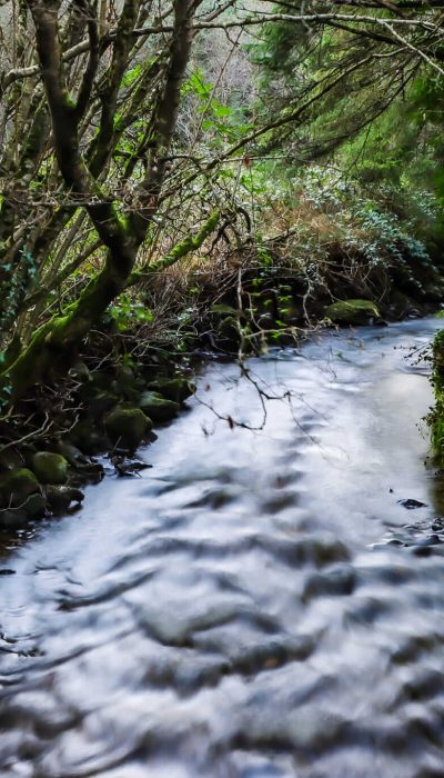 A small, clear stream flows through a lush, green forest with moss-covered rocks and overhanging tree branches on both sides under soft daylight.