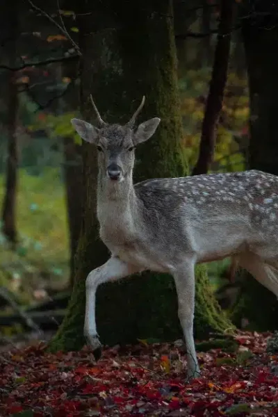 A young deer with white spots stands alert among tall trees in a dark, dense forest. The ground is covered with red and brown fallen leaves, and green moss grows on the tree trunks.
