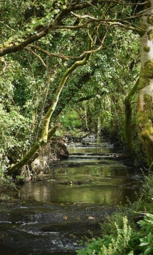 A small, shallow brook flows gently through a lush forest. Sunlight filters through the dense, leafy tree canopy, and moss covers the tree trunks and rocks, creating a peaceful, green natural scene.